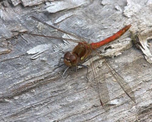 Male_Common_Darter